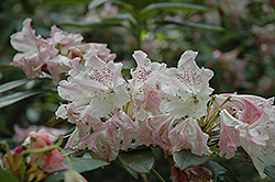 Elie Rhododendron (Rhododendron 'Elie') at A Very Successful Garden Center