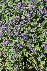Little Titch Catmint (Nepeta racemosa 'Little Titch') at Stonegate Gardens