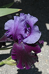 Fatal Attraction Iris (Iris 'Fatal Attraction') at Stonegate Gardens