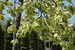 Umbrella Smoothleaf Elm (Ulmus carpinifolia 'Umbraculifera') at A Very Successful Garden Center