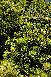 New Selection Yew (Taxus x media 'New Selection') at A Very Successful Garden Center