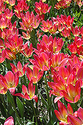 Antoinette Tulip (Tulipa 'Antoinette') at A Very Successful Garden Center