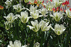 Spring Green Tulip (Tulipa 'Spring Green') at Lakeshore Garden Centres