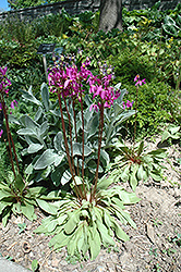 Aphrodite Shooting Star (Dodecatheon 'Aphrodite') at A Very Successful Garden Center