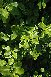 Green Beauty Wintercreeper (Euonymus fortunei 'Green Beauty') at Stonegate Gardens