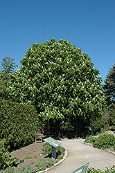 Columnar Horse Chestnut (Aesculus hippocastanum 'Fastigiata') at A Very Successful Garden Center