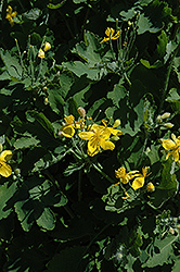 Celandine (Chelidonium majus) at Stonegate Gardens