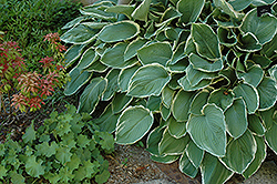 Frosted Jade Hosta (Hosta 'Frosted Jade') at A Very Successful Garden Center