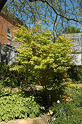 Coral Bark Japanese Maple (Acer palmatum 'Sango Kaku') at Stonegate Gardens