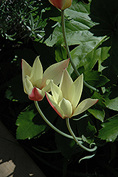 Cynthia Tulip (Tulipa clusiana 'Cynthia') at Stonegate Gardens