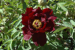 Black Panther Tree Peony (Paeonia suffruticosa 'Black Panther') at Lakeshore Garden Centres