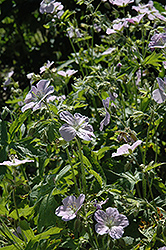 Chatto Wild Cranesbill (Geranium maculatum 'Chatto') at A Very Successful Garden Center