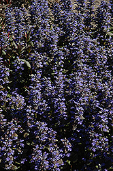 Purple Brocade Bugleweed (Ajuga reptans 'Purple Brocade') at A Very Successful Garden Center