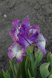 Arctic Fancy Iris (Iris 'Arctic Fancy') at A Very Successful Garden Center
