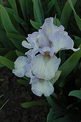 Ain't She Sweet Iris (Iris 'Ain't She Sweet') at A Very Successful Garden Center