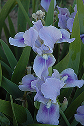Arctic Breeze Iris (Iris 'Arctic Breeze') at Stonegate Gardens