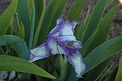 Spectator Iris (Iris 'Spectator') at Stonegate Gardens