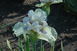 Calling Card Iris (Iris 'Calling Card') at A Very Successful Garden Center