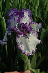 Bold Print Iris (Iris 'Bold Print') at Stonegate Gardens