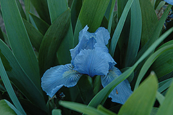 Bluebird In Flight Iris (Iris 'Bluebird In Flight') at A Very Successful Garden Center