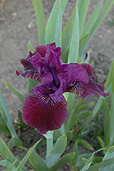 Basso Iris (Iris 'Basso') at A Very Successful Garden Center
