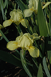 Baria Iris (Iris 'Baria') at Stonegate Gardens