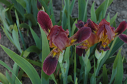 Dingy Flag Iris (Iris lurida) at Stonegate Gardens