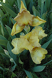 Swizzle Iris (Iris 'Swizzle') at A Very Successful Garden Center