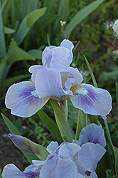 Snappy Iris (Iris 'Snappy') at Stonegate Gardens