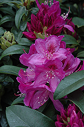 Azurro Rhododendron (Rhododendron 'Azurro') at Stonegate Gardens