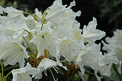 Cunningham White Rhododendron (Rhododendron 'Cunningham White') at Lakeshore Garden Centres