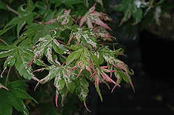 Oridono Nishiki Japanese Maple (Acer palmatum 'Oridono Nishiki') at A Very Successful Garden Center