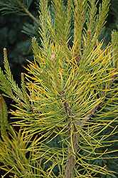 Wate's Golden Scrub Pine (Pinus virginiana 'Wate's Golden') at A Very Successful Garden Center