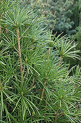 Wintergreen Umbrella Pine (Sciadopitys verticillata 'Wintergreen') at A Very Successful Garden Center