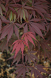Burgundy Lace Japanese Maple (Acer palmatum 'Burgundy Lace') at Lakeshore Garden Centres