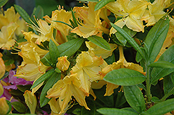 Choptank Yellow Azalea (Rhododendron 'Choptank Yellow') at A Very Successful Garden Center