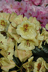 Viscy Rhododendron (Rhododendron 'Viscy') at A Very Successful Garden Center
