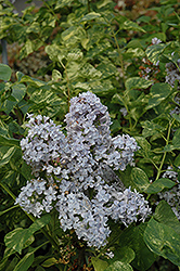 Aucubaefolia Lilac (Syringa vulgaris 'Aucubaefolia') at A Very Successful Garden Center