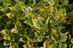 Mor Gold Wintercreeper (Euonymus fortunei 'Mor Gold') at Stonegate Gardens