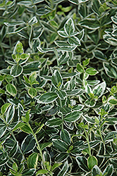White Gaiety Wintercreeper (Euonymus fortunei 'White Gaiety') at A Very Successful Garden Center