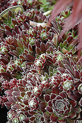 Icicle Hens And Chicks (Sempervivum 'Icicle') at A Very Successful Garden Center