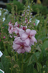 Jackie In Pink Mullein (Verbascum 'Jackie In Pink') at Lakeshore Garden Centres
