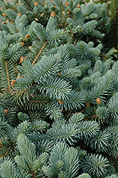 Lundeby's Dwarf Blue Spruce (Picea pungens 'Lundeby's Dwarf') at A Very Successful Garden Center