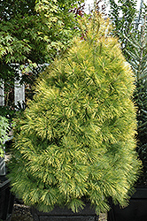 Louie Eastern White Pine (Pinus strobus 'Louie') at A Very Successful Garden Center