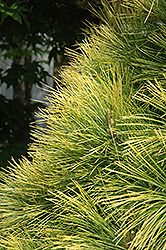 Louie Eastern White Pine (Pinus strobus 'Louie') at Lakeshore Garden Centres