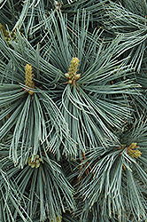 Extra Blue Limber Pine (Pinus flexilis 'Extra Blue') at A Very Successful Garden Center
