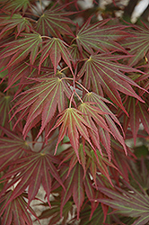 Johin Japanese Maple (Acer 'Johin') at A Very Successful Garden Center