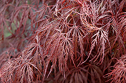 Crimson Queen Japanese Maple (Acer palmatum 'Crimson Queen') at A Very Successful Garden Center