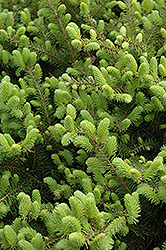 Flat Top Norway Spruce (Picea abies 'Flat Top') at A Very Successful Garden Center