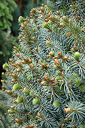 Papoose Dwarf Sitka Spruce (Picea sitchensis 'Papoose') at A Very Successful Garden Center
